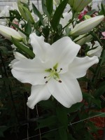 [5349 Okayama 18 ST No01.JPG]